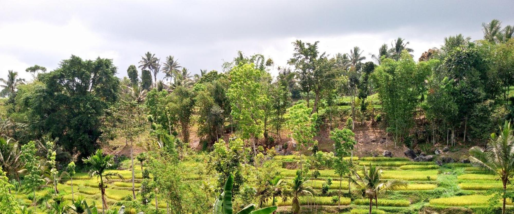 Asan Rinjani Homestay Tetebatu Exterior photo